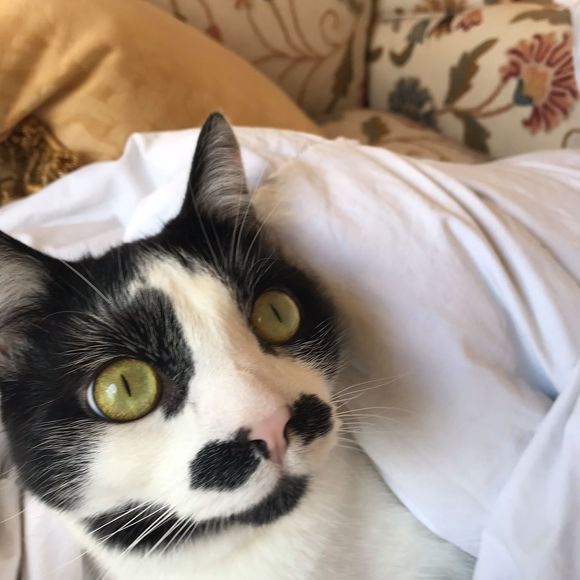 Meet your Posher, Dian - Picture 1 of 1